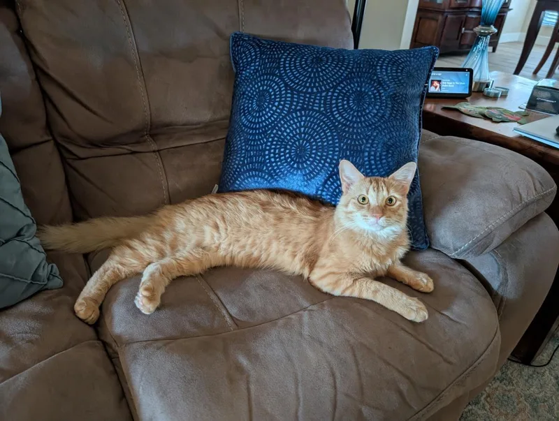 An adult medium-sized male Domestic Long Hair cat named Kyle GoodLooking for adoption in Chandler, AZ