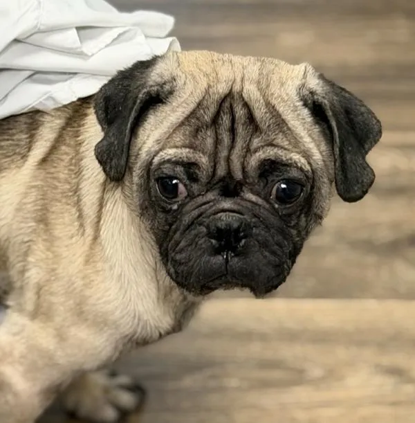An adult small-sized male Pug dog named Magnolia for adoption in San Diego, CA