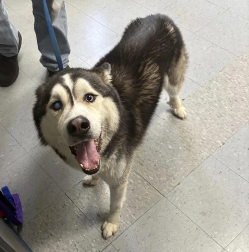 An adult medium-sized male Husky dog named Teel for adoption in Elizabethtown, NC