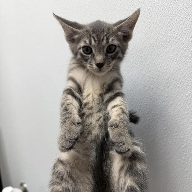 A baby small-sized male Brown / Chocolate Domestic Short Hair cat named Ohio for adoption in Redwood City, CA