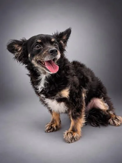 An adult small-sized male Chihuahua dog named Oreo for adoption in Bowling Green, KY
