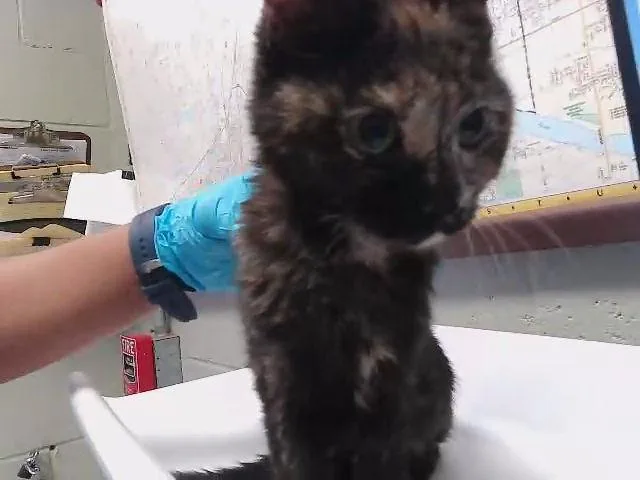 A baby small-sized female Domestic Short Hair cat named Stella for adoption in Tulsa, OK