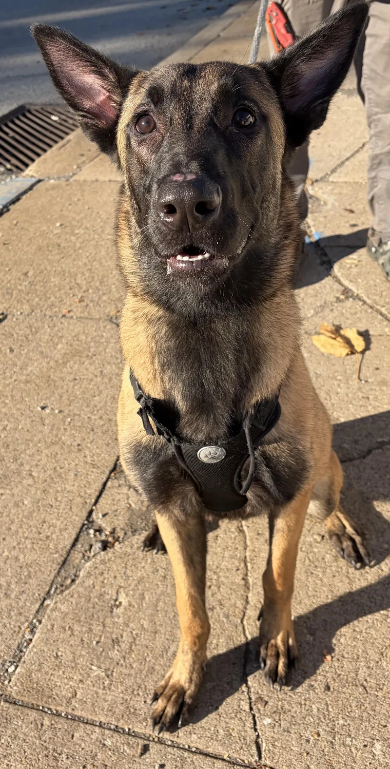 A young medium-sized male Belgian Shepherd / Malinois dog named Lennon for adoption in McKeesport, PA