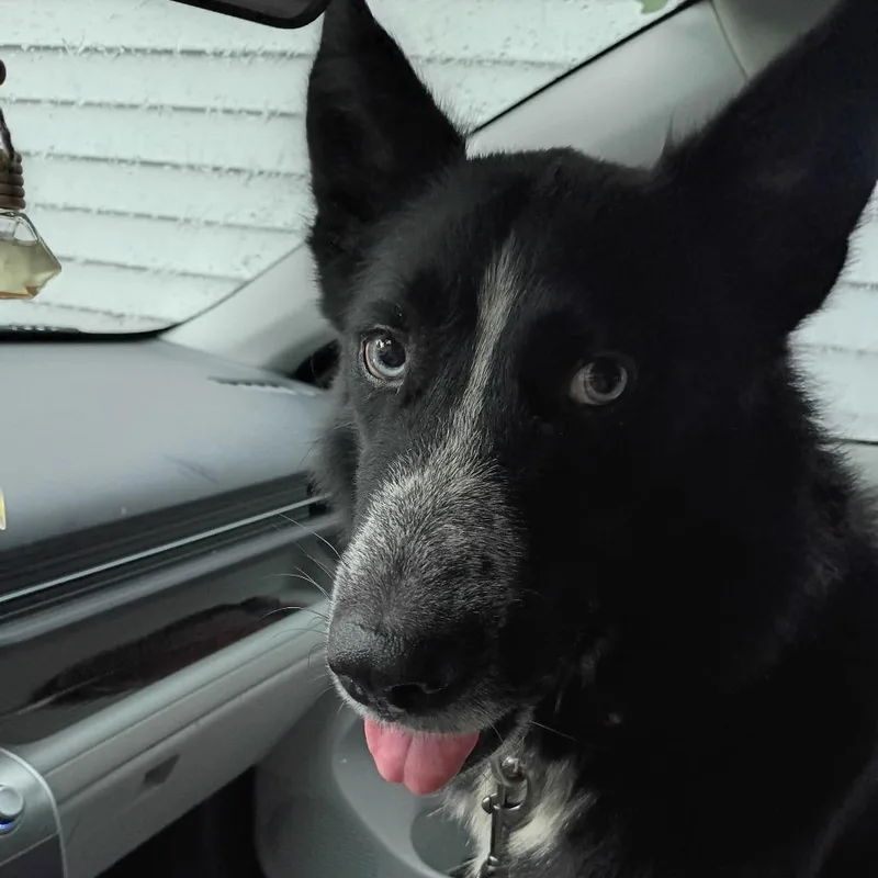 An adult medium-sized male Cattle Dog dog named Marty for adoption in Lima, OH