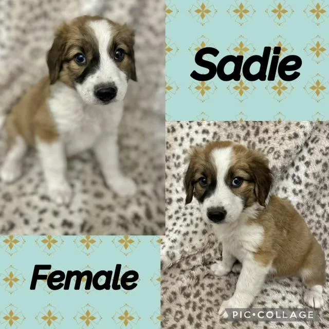 A baby medium-sized female Australian Shepherd dog named Sadie for adoption in Manchester, CT