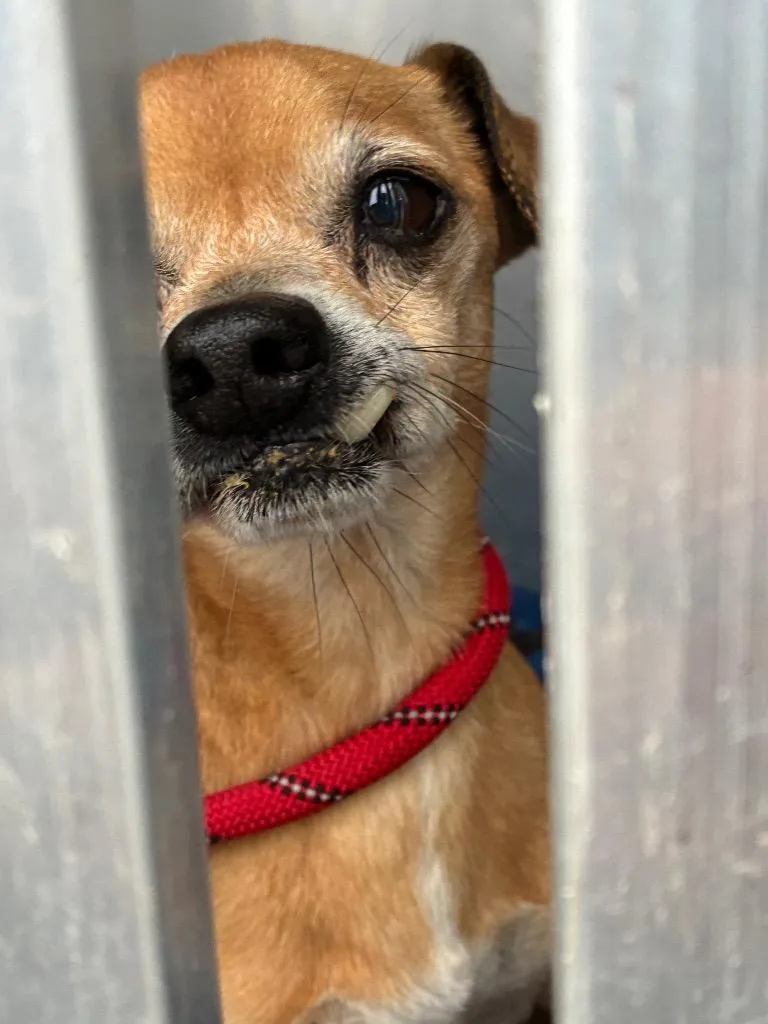 A senior small-sized male Chihuahua dog named Sir for adoption in New Braunfels, TX