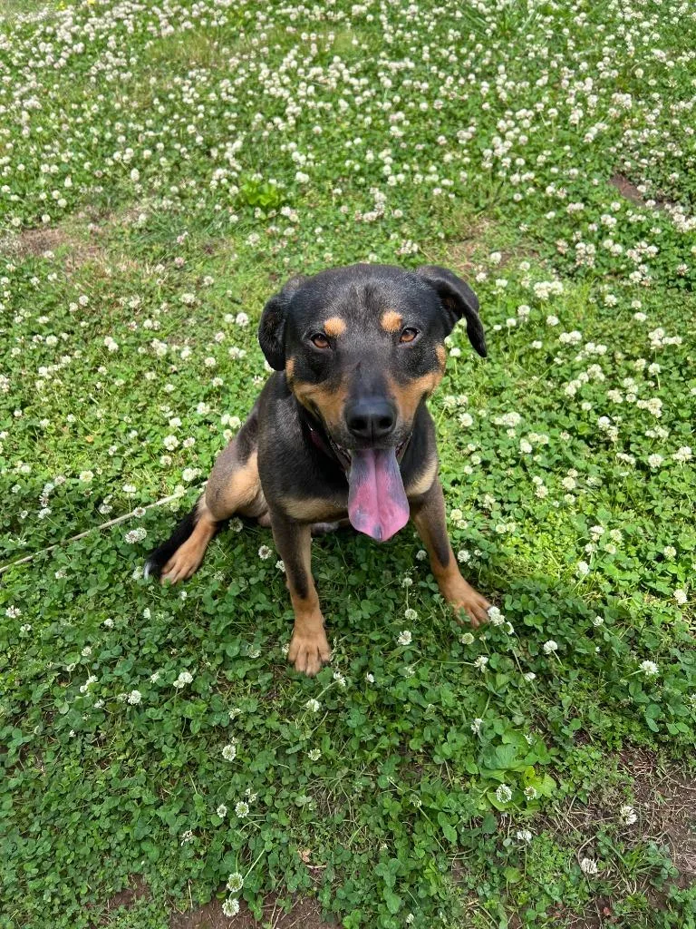 A young large-sized male Mixed Breed dog named Conley for adoption in Chickamauga , GA