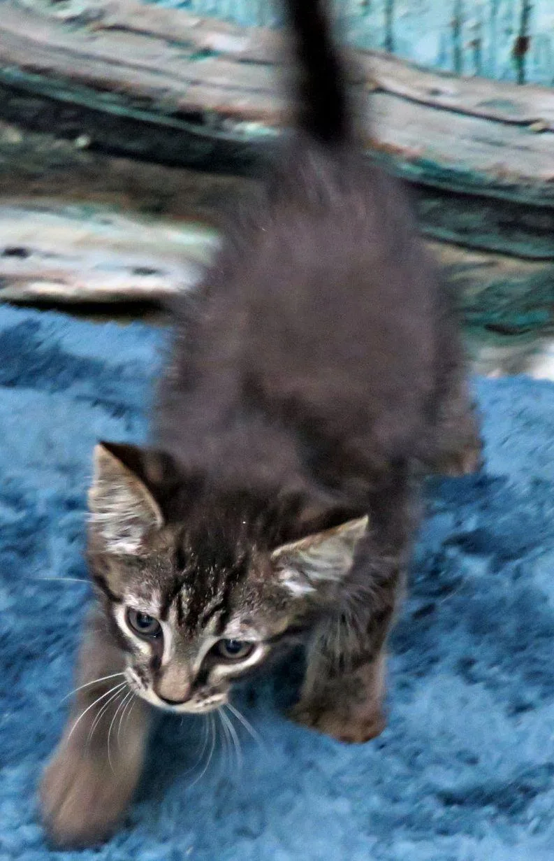 A baby medium-sized male Tabby (Brown / Chocolate) Domestic Short Hair cat named Yeti for adoption in Lexington, VA