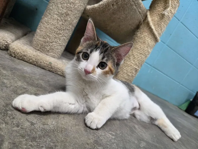 A young medium-sized female Calico Domestic Short Hair cat named Star for adoption in Chilton, WI