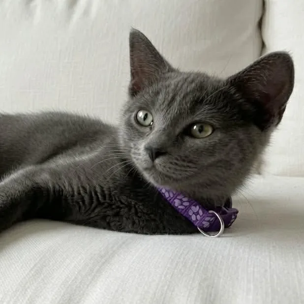 A baby medium-sized female Gray / Blue / Silver Domestic Short Hair cat named Ellie for adoption in Fairborn, OH