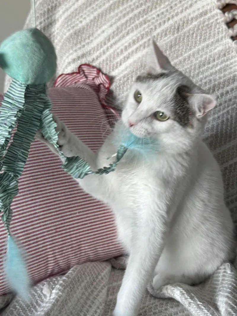 Storm E. Cuddles thumbnail 2