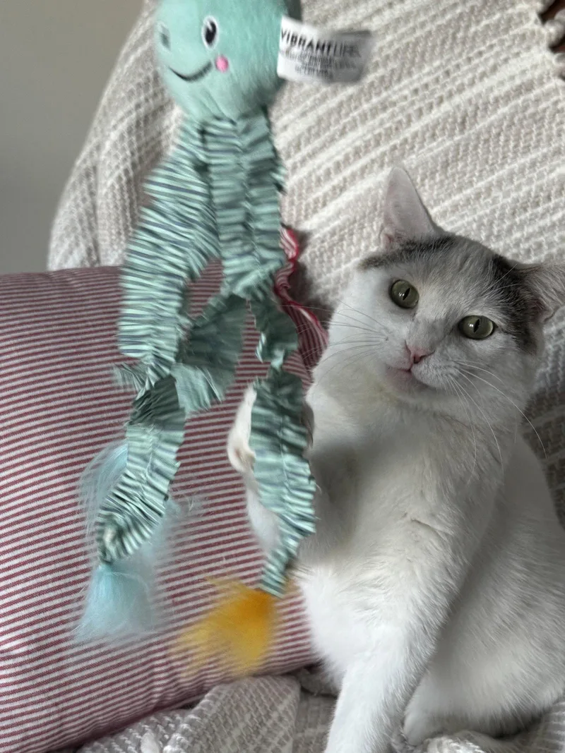 Storm E. Cuddles thumbnail 3