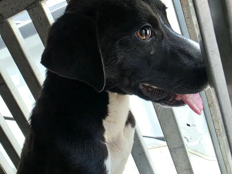 A baby small-sized male Mixed Breed dog named Harry for adoption in Effingham, SC