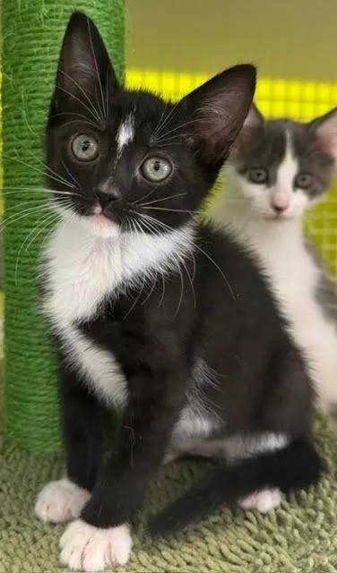 A baby medium-sized female Domestic Short Hair cat named Terry for adoption in Fort Myers, FL