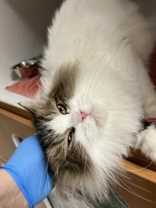 An adult medium-sized male Domestic Long Hair cat named Kotob for adoption in Fairfax, VA