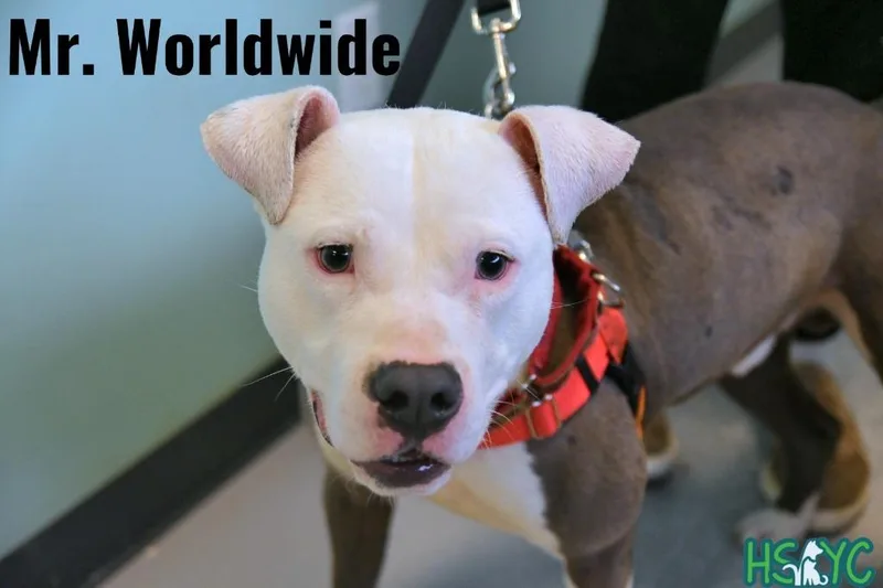 An adult medium-sized male Mixed Breed dog named Mr. Worldwide for adoption in Fort Mill, SC