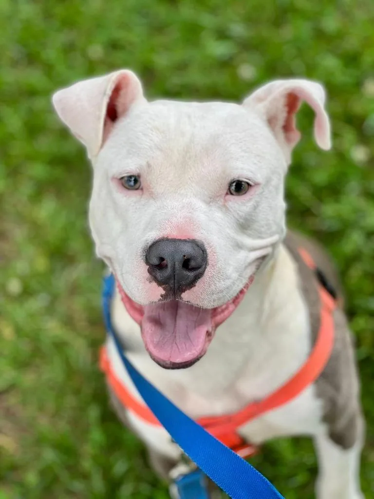 Mr. Worldwide thumbnail 4