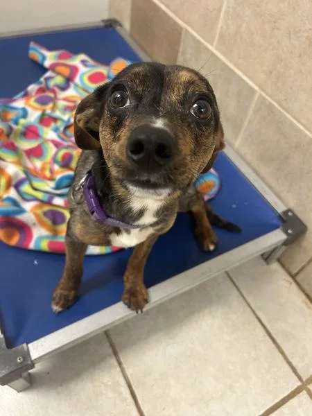A young small-sized male Chihuahua dog named Gemini for adoption in Osage Beach, MO