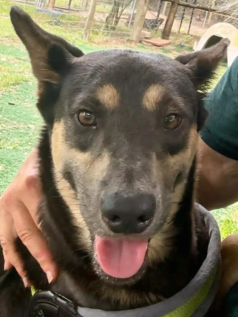 An adult medium-sized female Australian Kelpie dog named Lahni for adoption in St. Augustine, FL