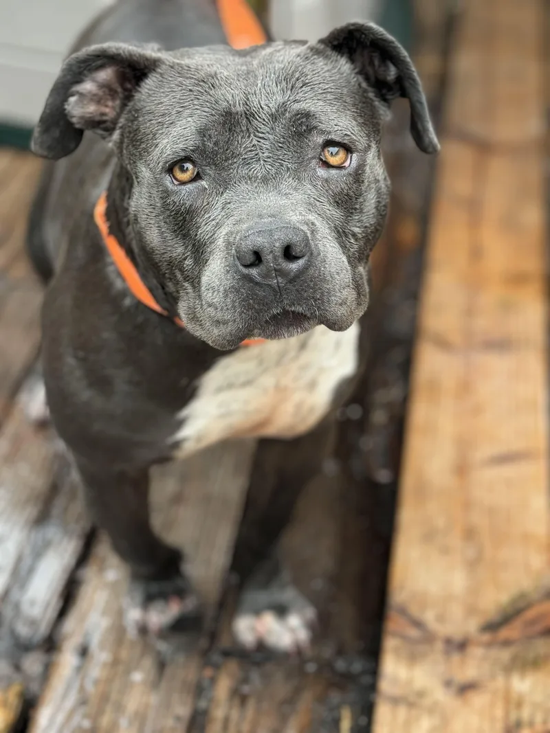 An adult large-sized female Pit Bull Terrier dog named Gracie for adoption in San Francisco, CA
