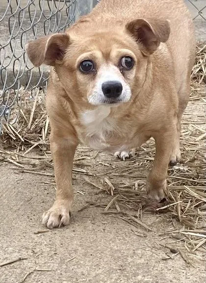 A senior small-sized female Yellow / Tan / Blond / Fawn Chihuahua dog named Duchess for adoption in Glasgow, KY