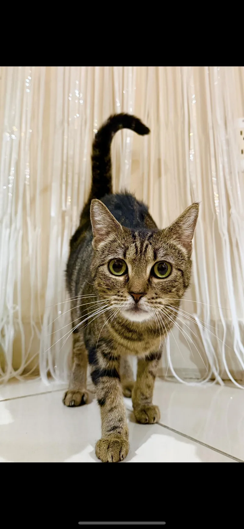 A young medium-sized female Domestic Short Hair cat named Coco for adoption in Miami, FL