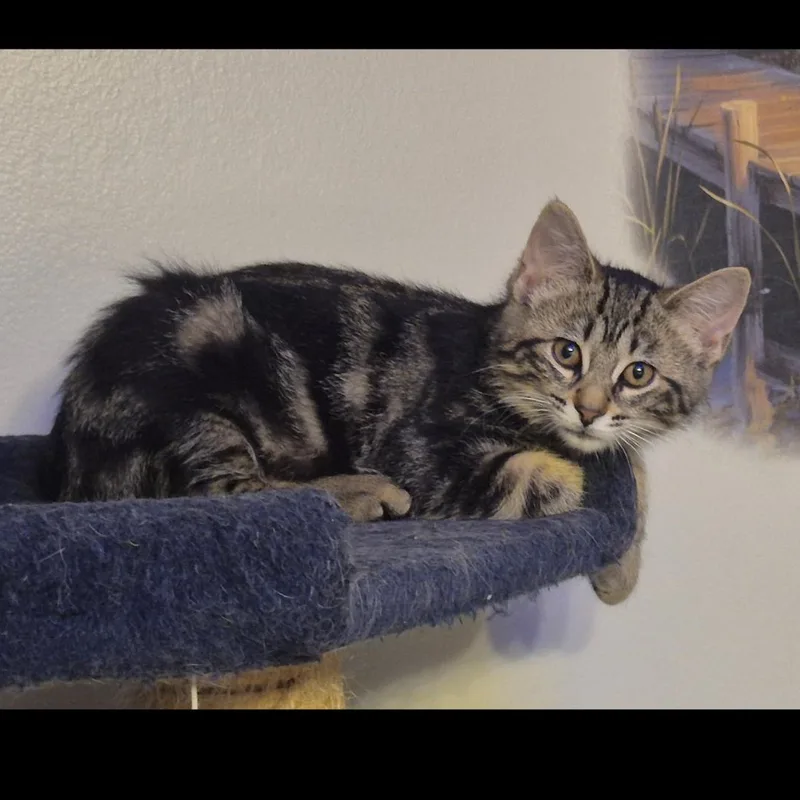 A baby large-sized male Tabby (Brown / Chocolate) Domestic Short Hair cat named Tuffnut for adoption in Rochester Hills, MI