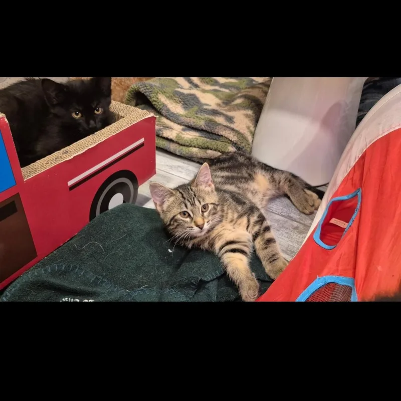 Tuffnut thumbnail 6