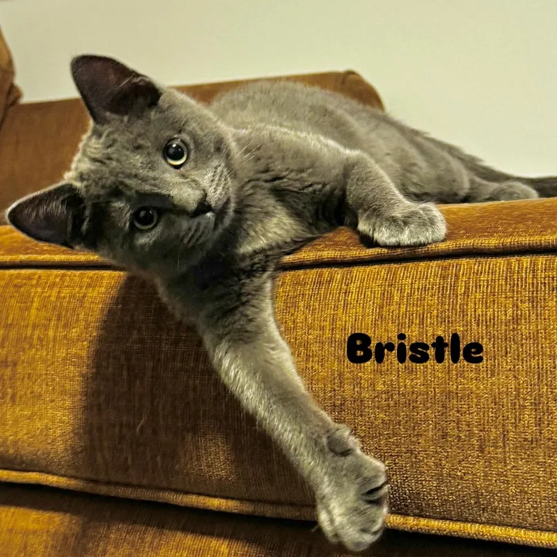 Bristle