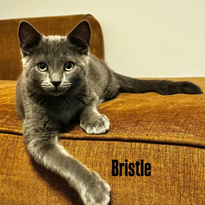 Bristle thumbnail 2