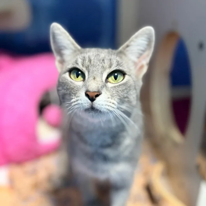 A young medium-sized female Domestic Short Hair cat named Yara for adoption in Aldie, VA