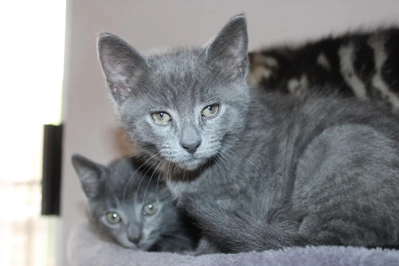 A baby medium-sized male Gray / Blue / Silver Domestic Medium Hair cat named Peter Parker for adoption in Colbert, GA