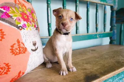 A baby small-sized female Border Collie dog named Lavender for adoption in San Antonio, TX