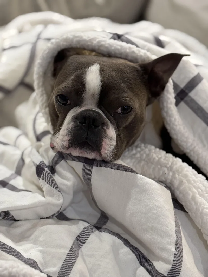 An adult small-sized male Gray / Blue / Silver Boston Terrier dog named Apollo for adoption in Vernon Hills, IL