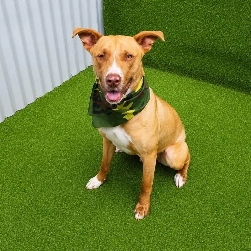 Austin thumbnail 2