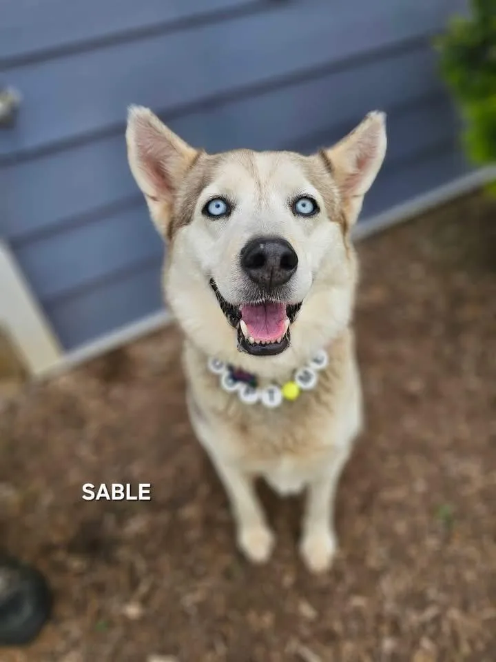An adult medium-sized female Husky dog named Sable for adoption in Luttrell, TN