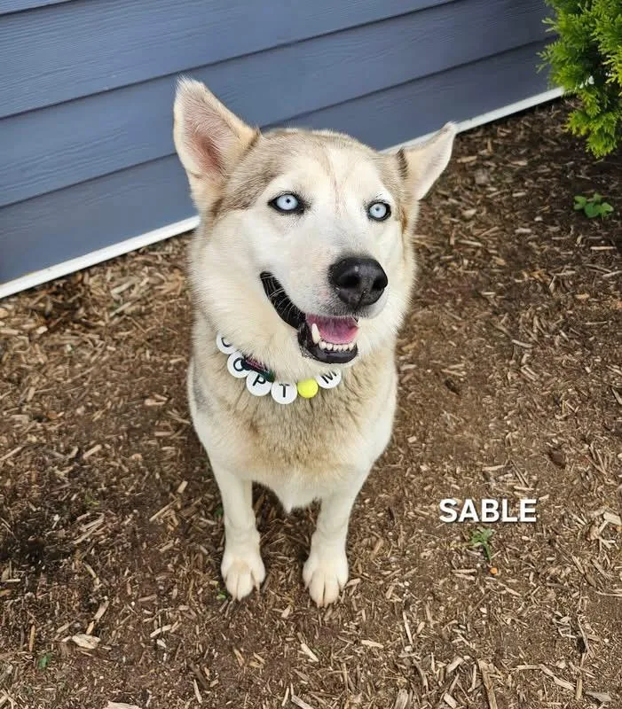 Sable thumbnail 2