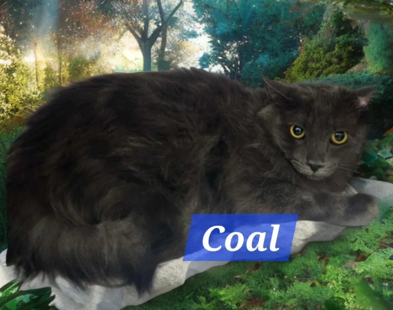 A young medium-sized male Domestic Medium Hair cat named Coal for adoption in Jim Thorpe, PA