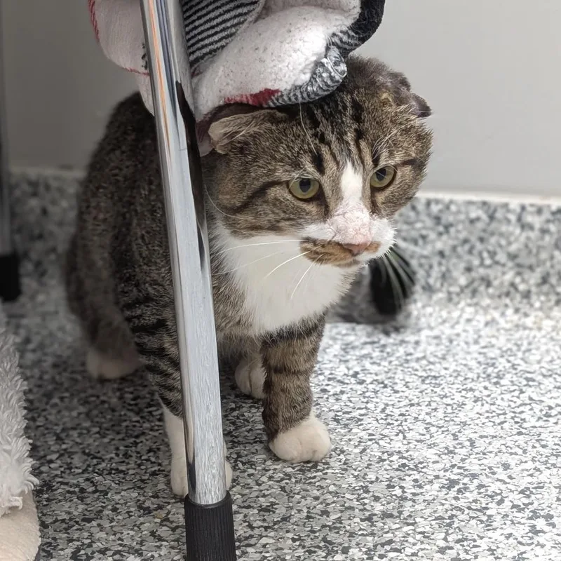 An adult large-sized male Brown / Chocolate Domestic Short Hair cat named Erie for adoption in Brookfield, WI