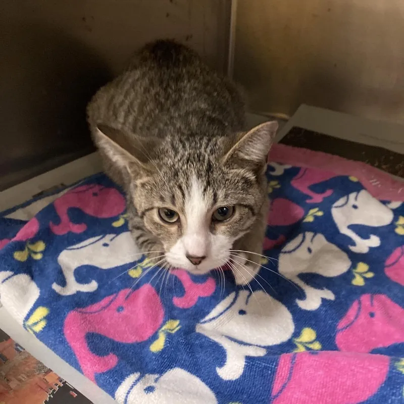 A baby medium-sized male Black Domestic Short Hair cat named Milo for adoption in Memphis, TN