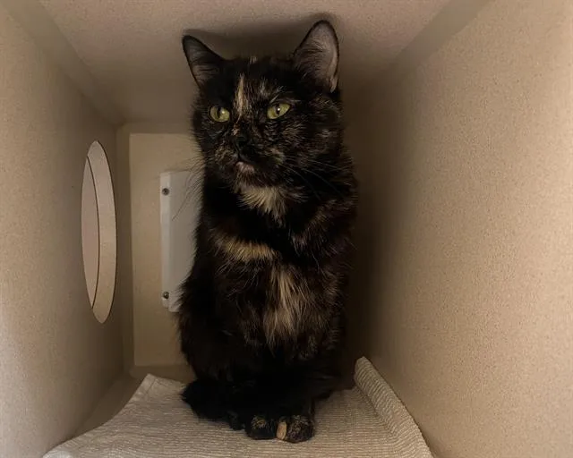 A senior small-sized female Domestic Short Hair cat named Sombra for adoption in Denver, CO