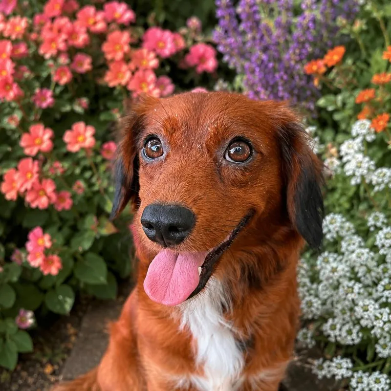 A young small-sized female Red / Chestnut / Orange Spaniel dog named Stella Rosa for adoption in Baton Rouge, LA