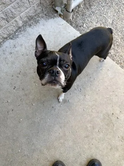 An adult small-sized female Boston Terrier dog named Edith for adoption in South Bend, IN