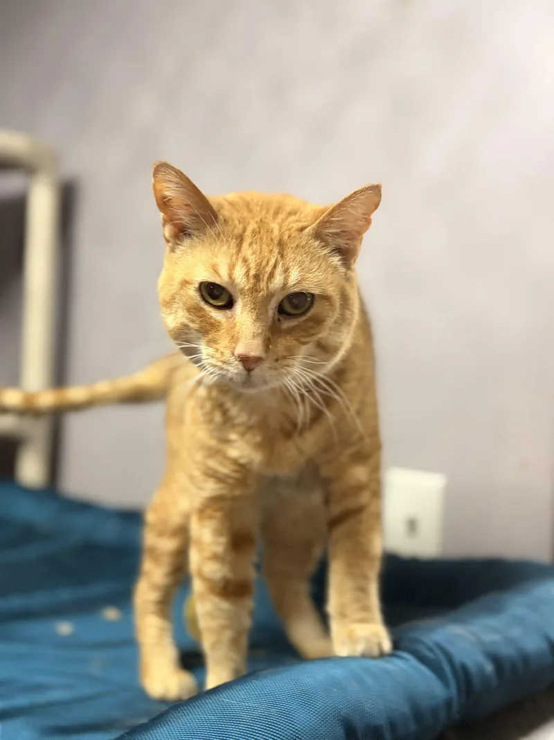 A senior medium-sized male Orange / Red Domestic Short Hair cat named Caterwaul for adoption in Tipp City, OH