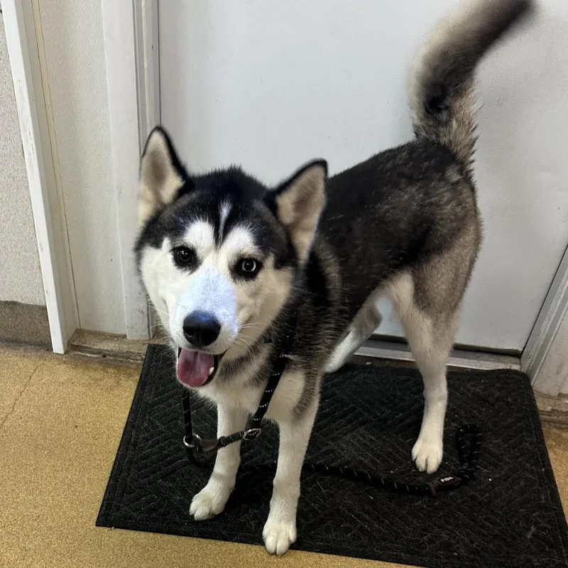 An adult medium-sized male Black Husky dog named Enzo for adoption in Naperville, IL