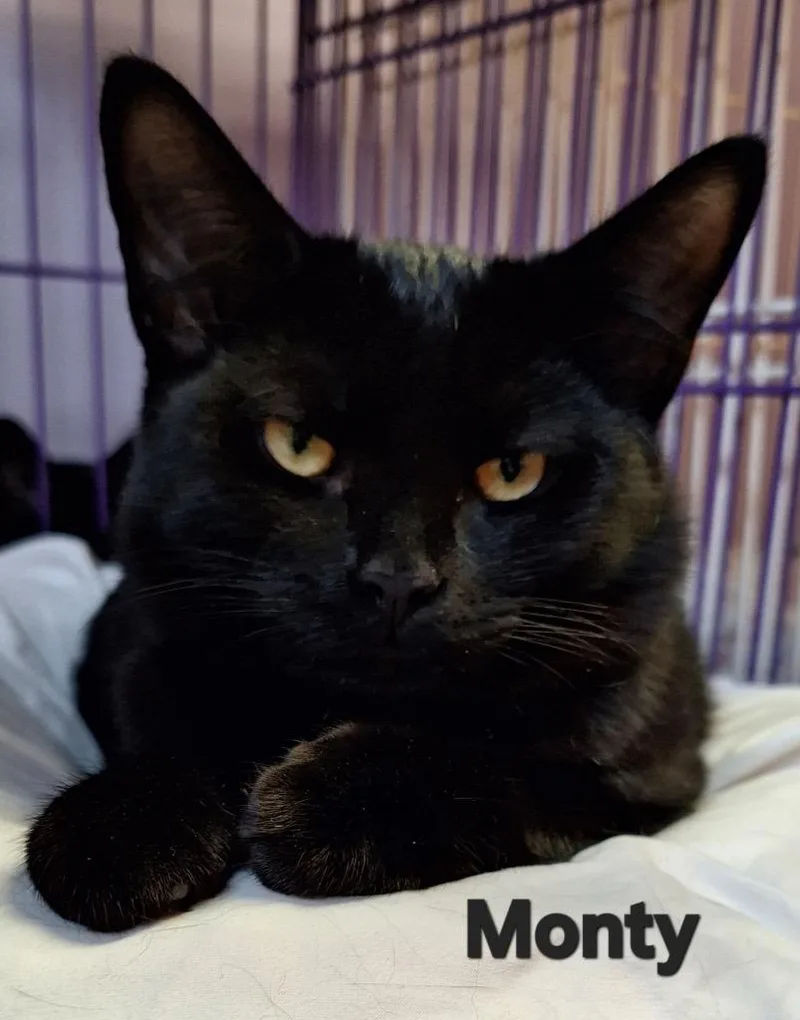 A baby medium-sized male Domestic Short Hair cat named Monty for adoption in Westfield, NY