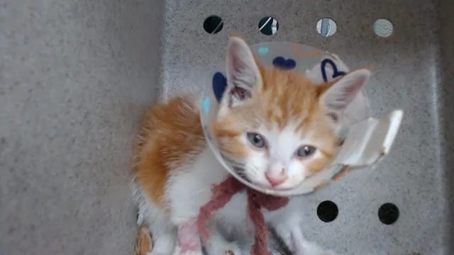 A baby medium-sized male Domestic Short Hair cat named Munchkin for adoption in Downey, CA