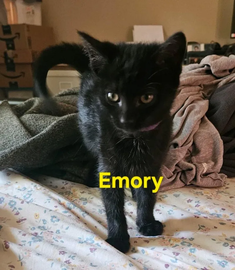 A baby medium-sized female Domestic Short Hair cat named Emory for adoption in Johnson City, TN