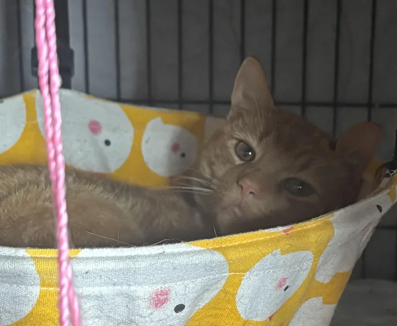 Mackerel thumbnail 2