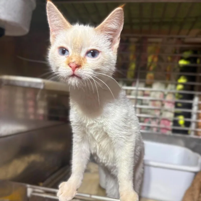 A baby medium-sized female Flame Point Domestic Short Hair cat named Jasmine for adoption in Caldwell, TX